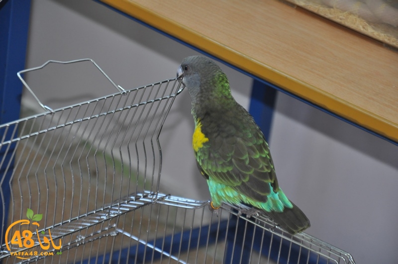 nady nhary 7san (26).JPG